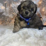 What is a Hava Tzu Poo?, from Home Raised Puppies in Eagle Mountain, Utah