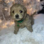 What is a Hava Tzu Poo?, from Home Raised Puppies in Eagle Mountain, Utah