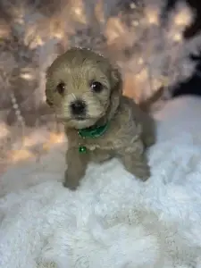 What is a Hava Tzu Poo?, from Home Raised Puppies in Eagle Mountain, Utah