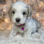 What is a Hava Tzu Poo?, from Home Raised Puppies in Eagle Mountain, Utah