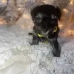 What is a Hava Tzu Poo?, from Home Raised Puppies in Eagle Mountain, Utah
