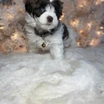 What is a Hava Tzu Poo?, from Home Raised Puppies in Eagle Mountain, Utah