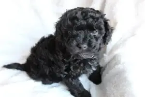 What is a Havapoo?, from Home Raised Puppies in Eagle Mountain, Utah