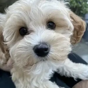 What is a Havapoo?, from Home Raised Puppies in Eagle Mountain, Utah