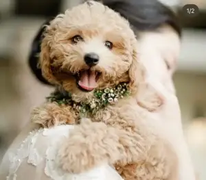 What is a Havapoo?, from Home Raised Puppies in Eagle Mountain, Utah