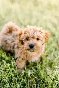 What is a Havapoo?, from Home Raised Puppies in Eagle Mountain, Utah
