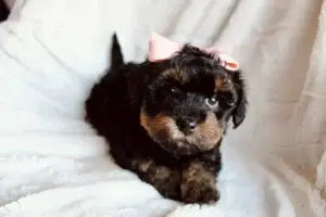 What is a Havapoo?, from Home Raised Puppies in Eagle Mountain, Utah