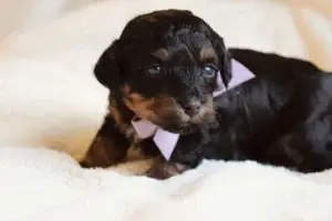 What is a Havapoo?, from Home Raised Puppies in Eagle Mountain, Utah