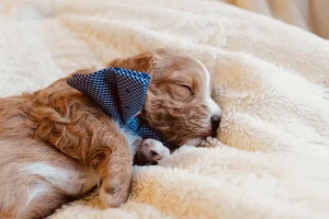 What is a Havapoo?, from Home Raised Puppies in Eagle Mountain, Utah