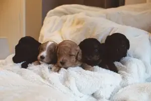 What is a Havapoo?, from Home Raised Puppies in Eagle Mountain, Utah