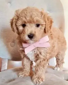 What is a Havapoo?, from Home Raised Puppies in Eagle Mountain, Utah