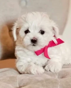 What is a Havapoo?, from Home Raised Puppies in Eagle Mountain, Utah