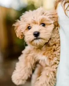 What is a Havapoo?, from Home Raised Puppies in Eagle Mountain, Utah
