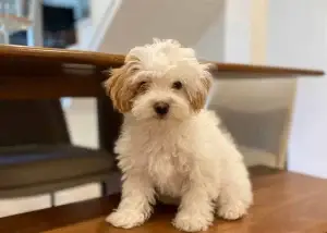 What is a Havapoo?, from Home Raised Puppies in Eagle Mountain, Utah