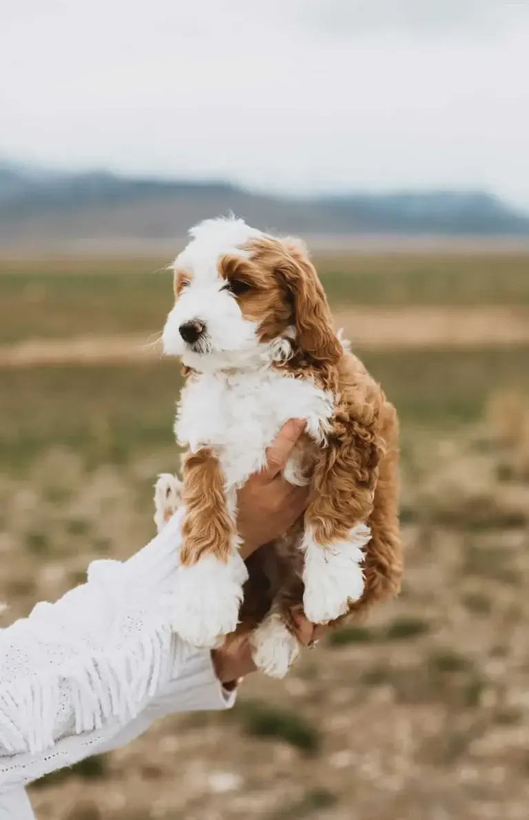 Winston Jack Package, one of the parent dogs at Home Raised Puppies in Eagle Mountain, Utah