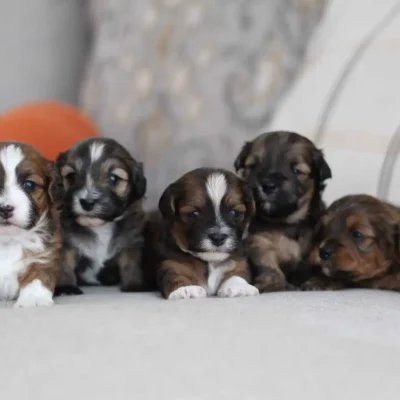 Autumn and Oreo Bill Havapoo Litter (Litter Closed), from Home Raised Puppies in Eagle Mountain, Utah